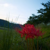 夕暮れの曼珠沙華
