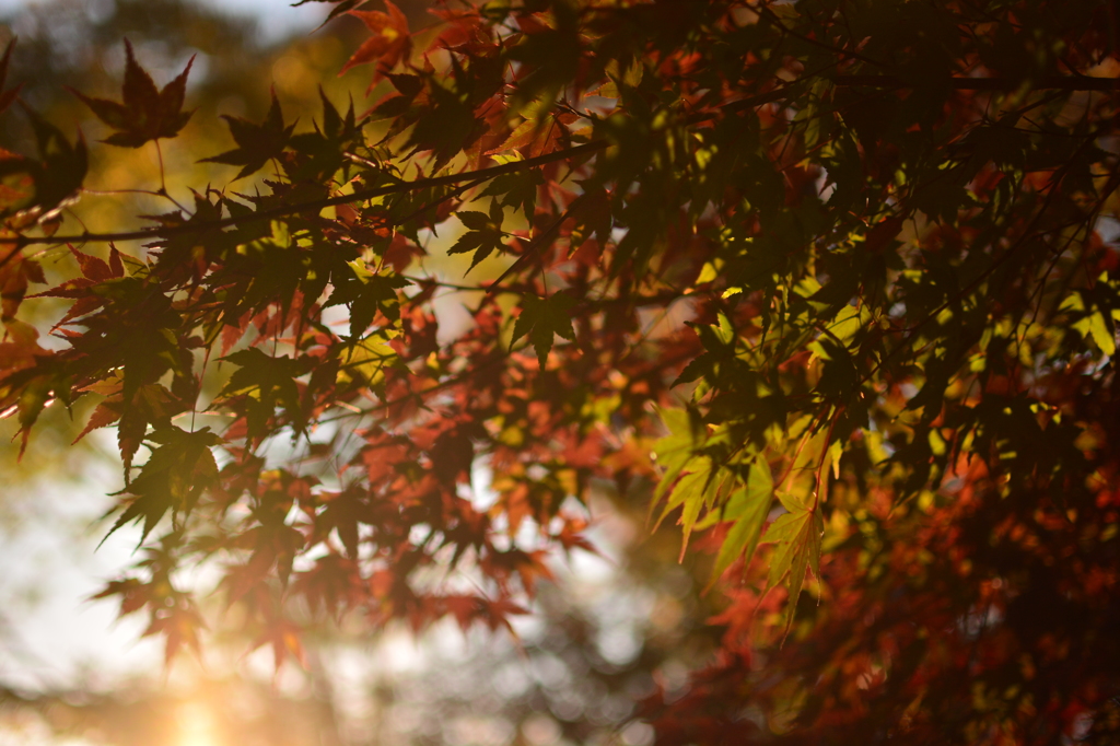 紅葉と日差し