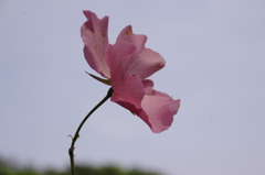 鎌倉文学館　花