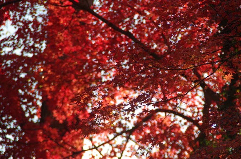 燃える紅葉