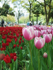 横浜公園