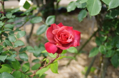 鎌倉文学館　バラ