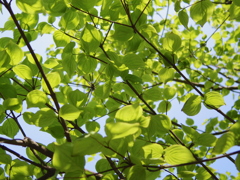 丸太の森