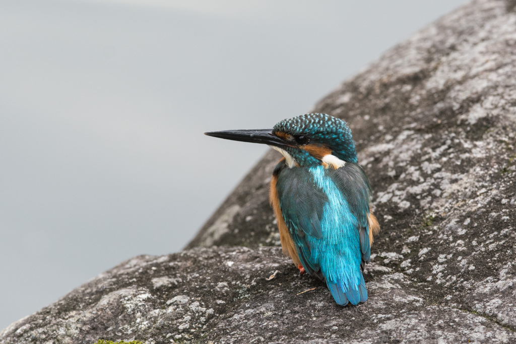 後姿_カワセミ_003_20140921