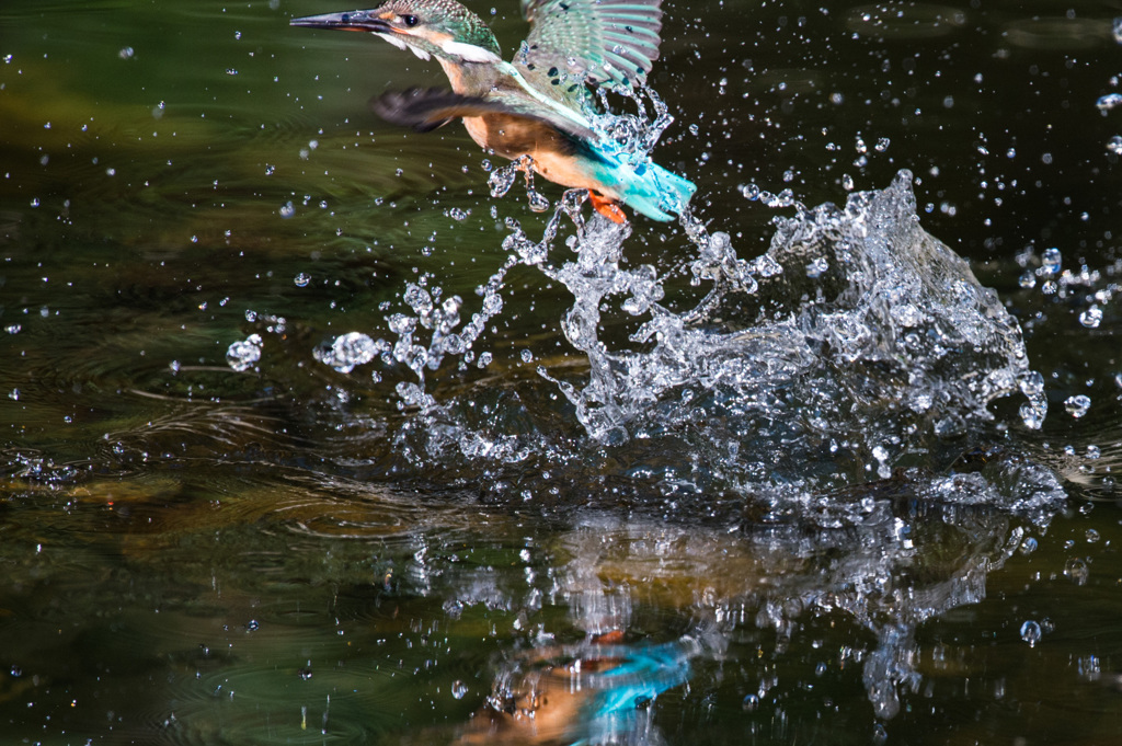 離水_カワセミ_002_20140921