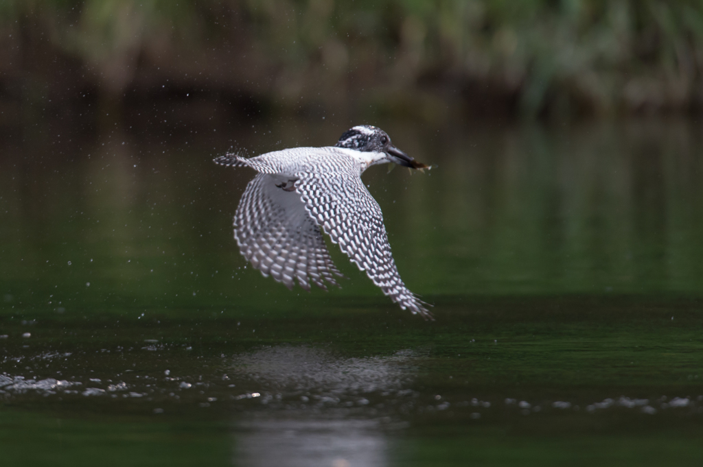 ヤマセミ_003_20140525