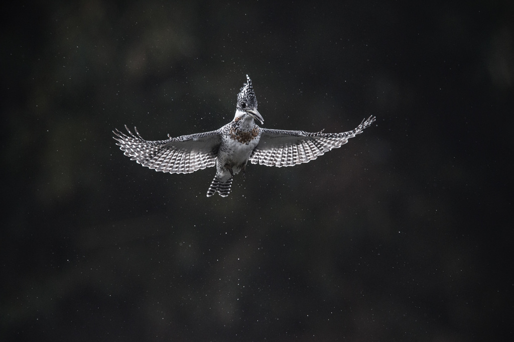 ヤマセミ_007_20141205