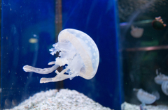 Emerging jellyfish