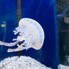 Emerging jellyfish
