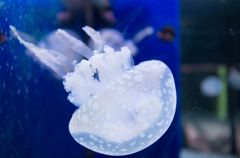 Jelly fishes