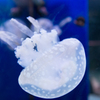 Jelly fishes