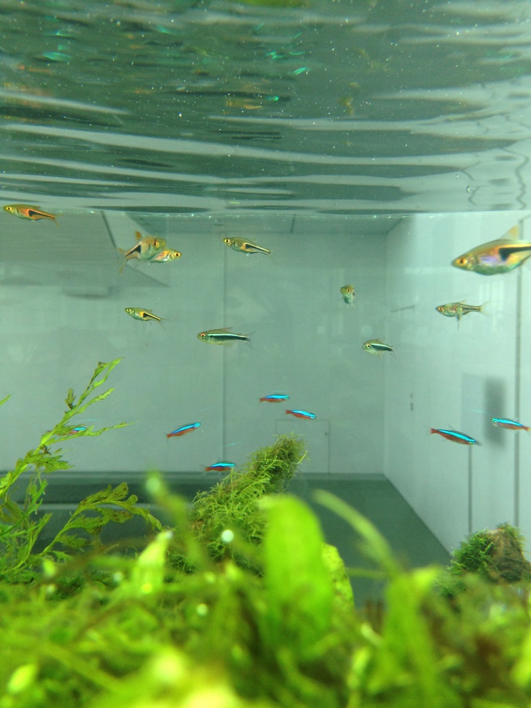 お魚さん