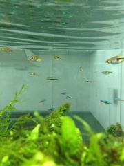 お魚さん