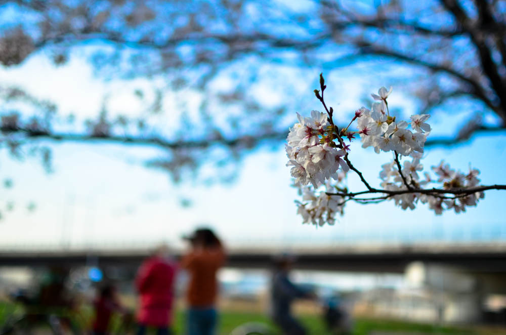 お花見