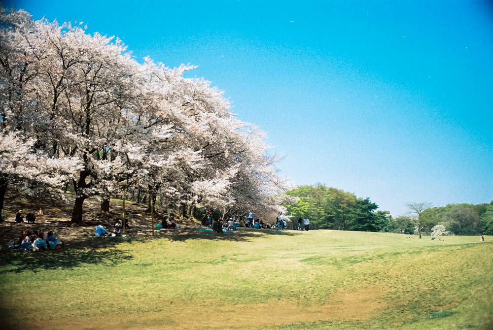 お花見