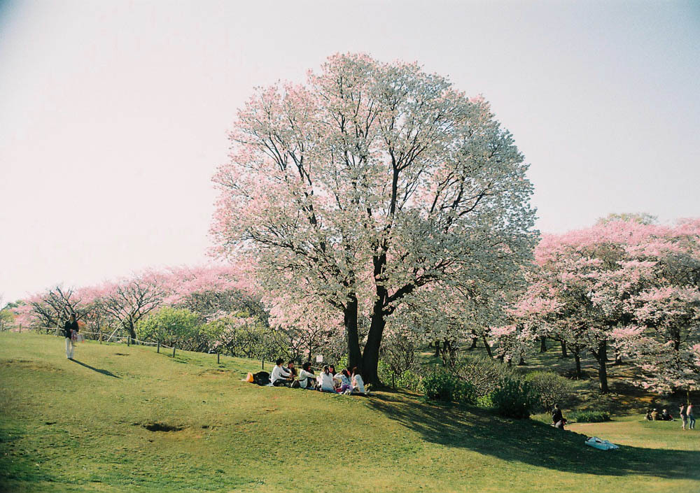 お花見