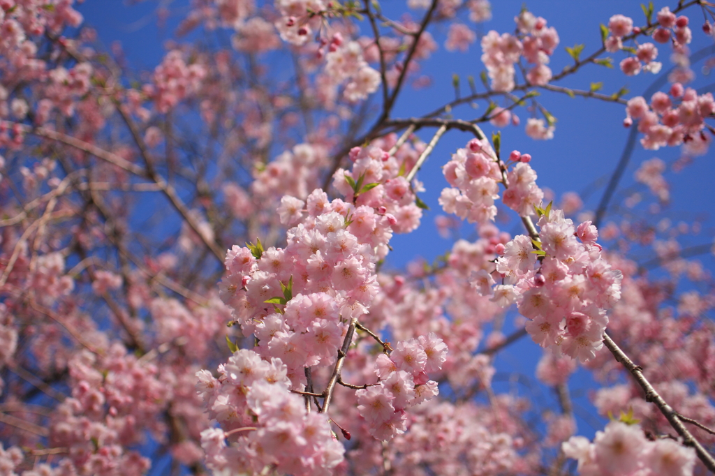 昭和記念公園　桜