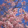 昭和記念公園　桜