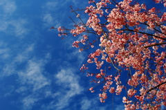 昭和記念公園　桜と空