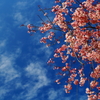 昭和記念公園　桜と空