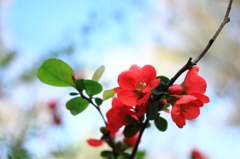 昭和記念公園　桜