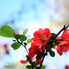 昭和記念公園　桜