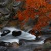 紅葉と長るる川