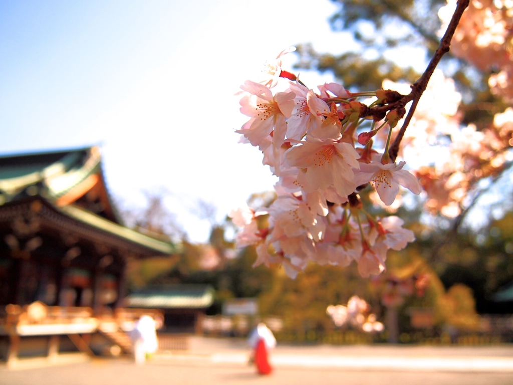 桜咲くよ