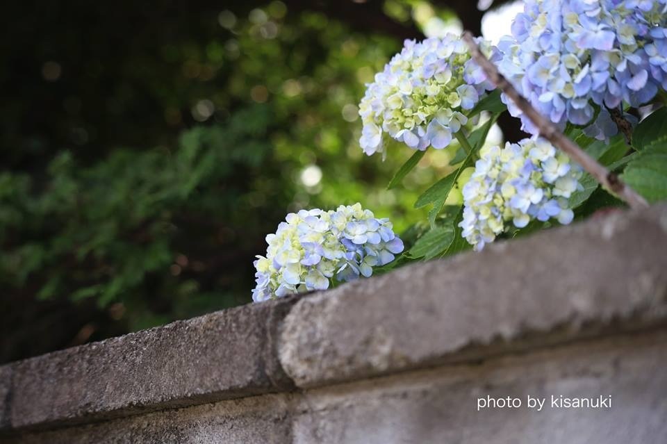 遅咲きの紫陽花