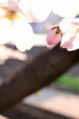 春のつぼみ