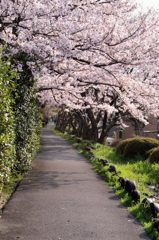 桜　2015 (その2)