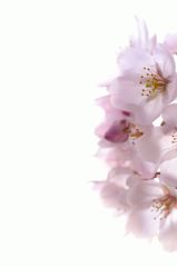 桜　2015
