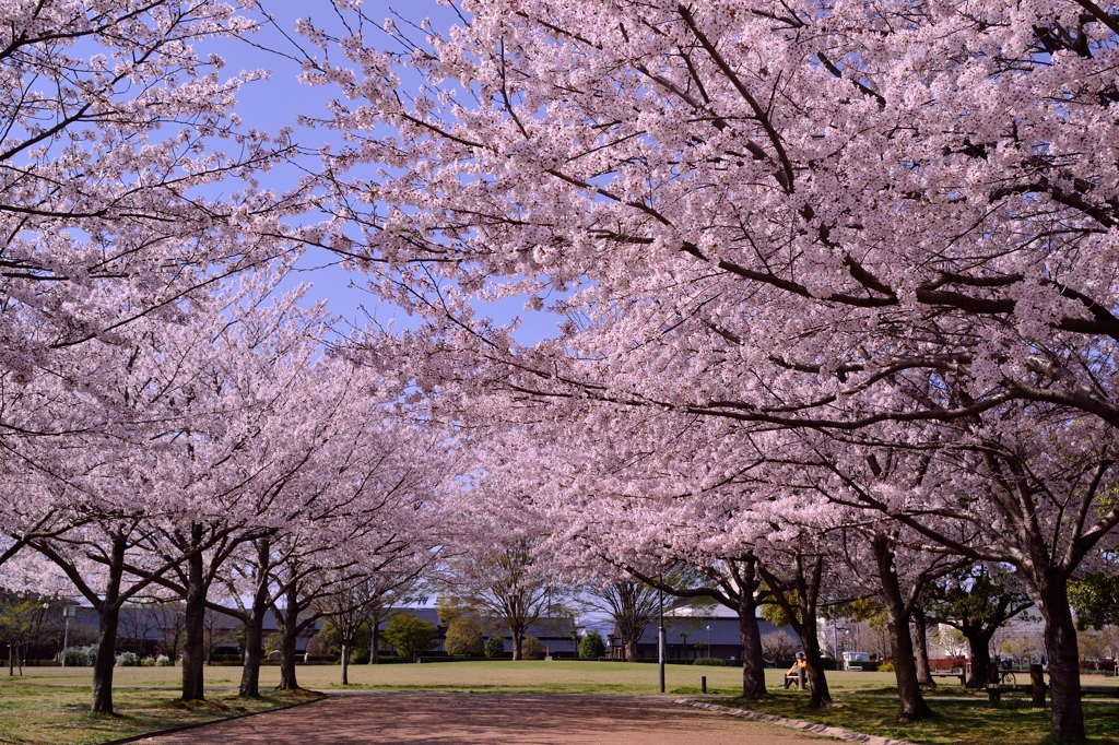 Sakura 2