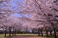 Sakura 2