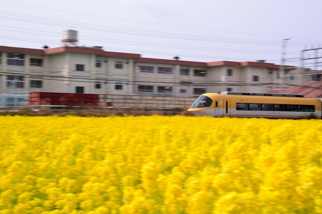 菜の花3