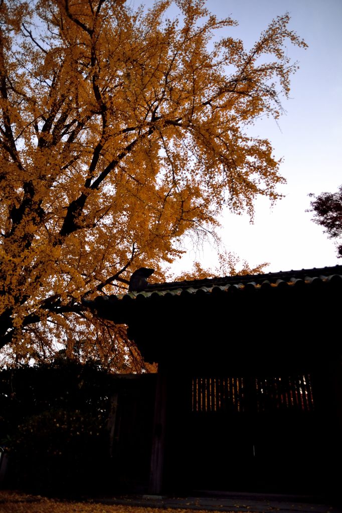 柔らかな秋空