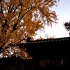 柔らかな秋空