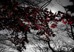 紅葉３