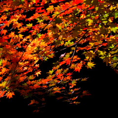 紅葉
