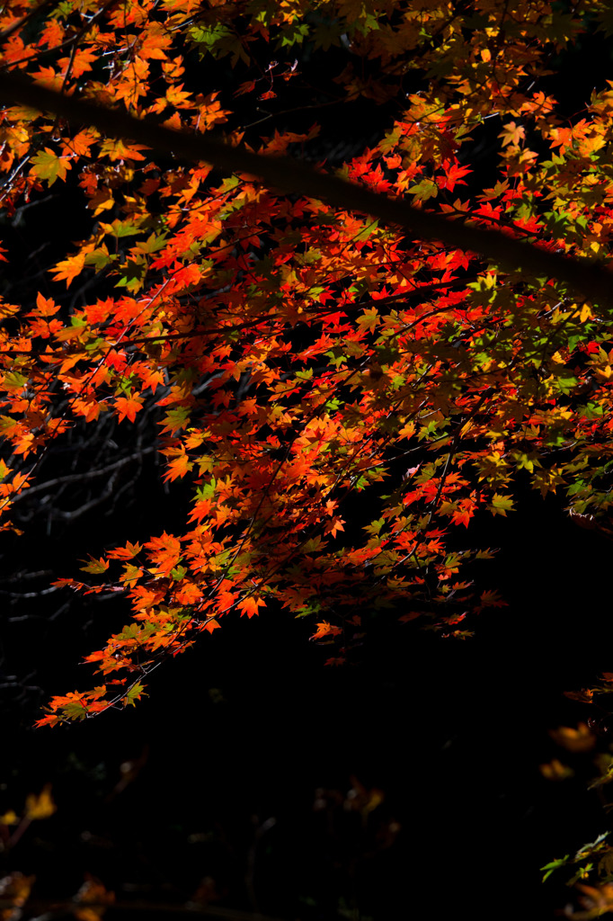 紅葉１