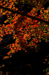 紅葉１