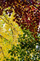 3colors
