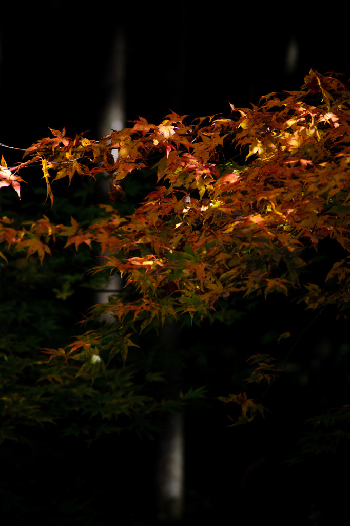 紅葉２