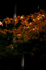 紅葉２