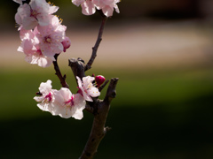 春