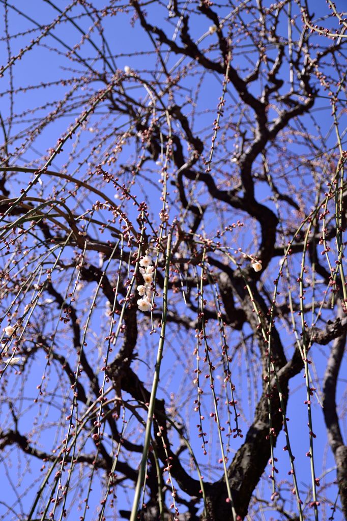Spring is just around the corner　Ver.