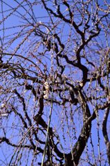 Spring is just around the corner　Ver.