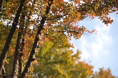 散歩道の紅葉