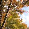 散歩道の紅葉