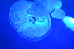 Jelly fish